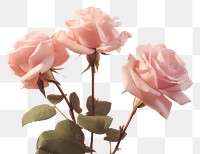 PNG Pastel background rose flower petal. AI generated Image by rawpixel.