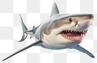 PNG  Shark animal fish white background.