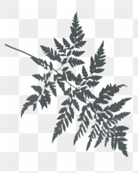 PNG Shadow of a fern leaf, transparent background