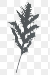 PNG Shadow of a Leatherfern leaf, transparent background