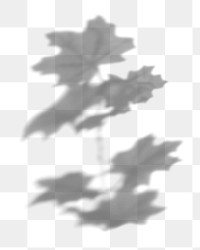 Shadow of leaves design element