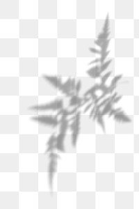 Fern leaves shadow design element