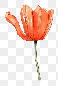 PNG  Tulip flower sketch petal.