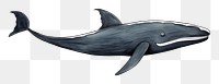 PNG  Whale animal mammal sketch.
