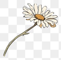 PNG  Daisy flower sketch plant.