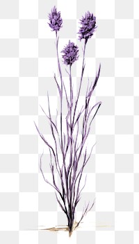 PNG  Lavender flower purple sketch.