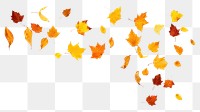 PNG Autumn leaves backgrounds falling plant.