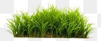PNG Grass plant field lawn.