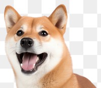 PNG Shiba inu dog mammal animal.