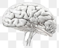 PNG  3d human brain sketch drawing art. AI generated Image by rawpixel.