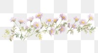 PNG Tiny asters divider watercolour illustration blossom flower plant.