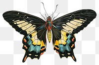 PNG  Vintage illustration of a butterfly animal insect moth. AI generated Image by rawpixel.