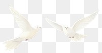 PNG White birds as divider watercolour illustration animal pigeon white background.