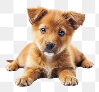 PNG Cute puppy mammal animal dog.