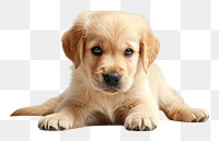 PNG Golden puppy animal mammal dog.