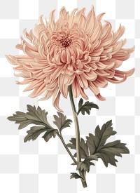 PNG Chrysanthemum flower chrysanths dahlia plant