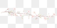 PNG Cherry blossoms as divider watercolour illustration flower plant white background.