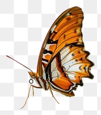 PNG  Butterfly walking on the ground animal insect magnification. AI generated Image by rawpixel.