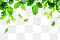 PNG Flying green leaves border backgrounds outdoors plant.