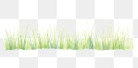 PNG Grass as divider line watercolour illustration outdoors plant white background.