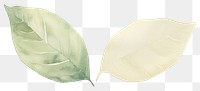 PNG Leaves with lines divider watercolour illustration plant leaf white background.