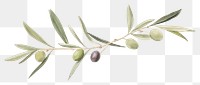 PNG Olives and olive leaves as divider line watercolour illustration plant food leaf.