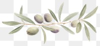 PNG Olives and olive leaves as divider line watercolour illustration plant food leaf