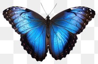 PNG  Morpho butterfly animal insect white background. AI generated Image by rawpixel.