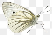 PNG  Cabbage white butterfly animal insect moth. AI generated Image by rawpixel.