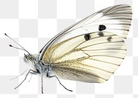 PNG Cabbage white butterfly animal insect  