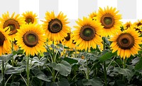 PNG Sunflower field outdoors nature plant. AI generated Image by rawpixel.