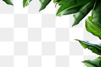PNG  Banana leaves backgrounds nature plant.