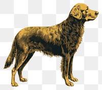 PNG Golden retriever animal mammal black. 