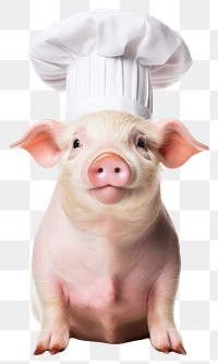 PNG  Pig mammal animal white background.