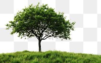 PNG Tree outdoors plant tranquility. AI generated Image by rawpixel.