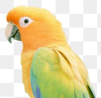 PNG  Parrot animal bird vibrant color. AI generated Image by rawpixel.
