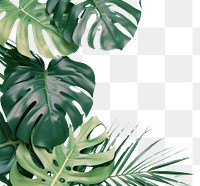 PNG Isolated monstera leaves backgrounds outdoors nature.