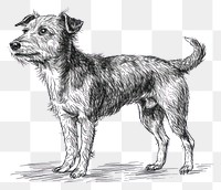 PNG  Drawing dog mammal animal.