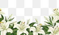 PNG Lily backgrounds flower plant.
