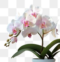 PNG Orchid in pot blossom flower plant.