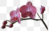 PNG Orchid flower petal plant.
