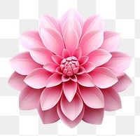 PNG Pink flower dahlia plant white background.