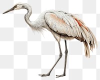 PNG Crane drawing animal sketch