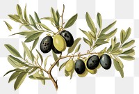 PNG Olive plant fruit food.