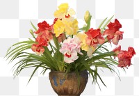 PNG  Flowerpot flowers Photography plant petal inflorescence.
