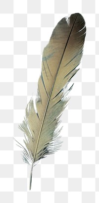 PNG Feather pen backgrounds texture lightweight.