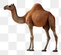 PNG Camel outdoors nature mammal.