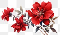 PNG Red flower dahlia petal plant.