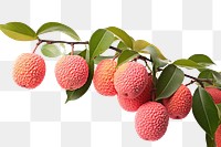 PNG Lychee fruit plant food.