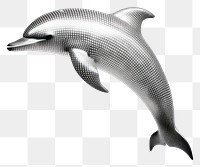 PNG Dolphin animal mammal underwater.